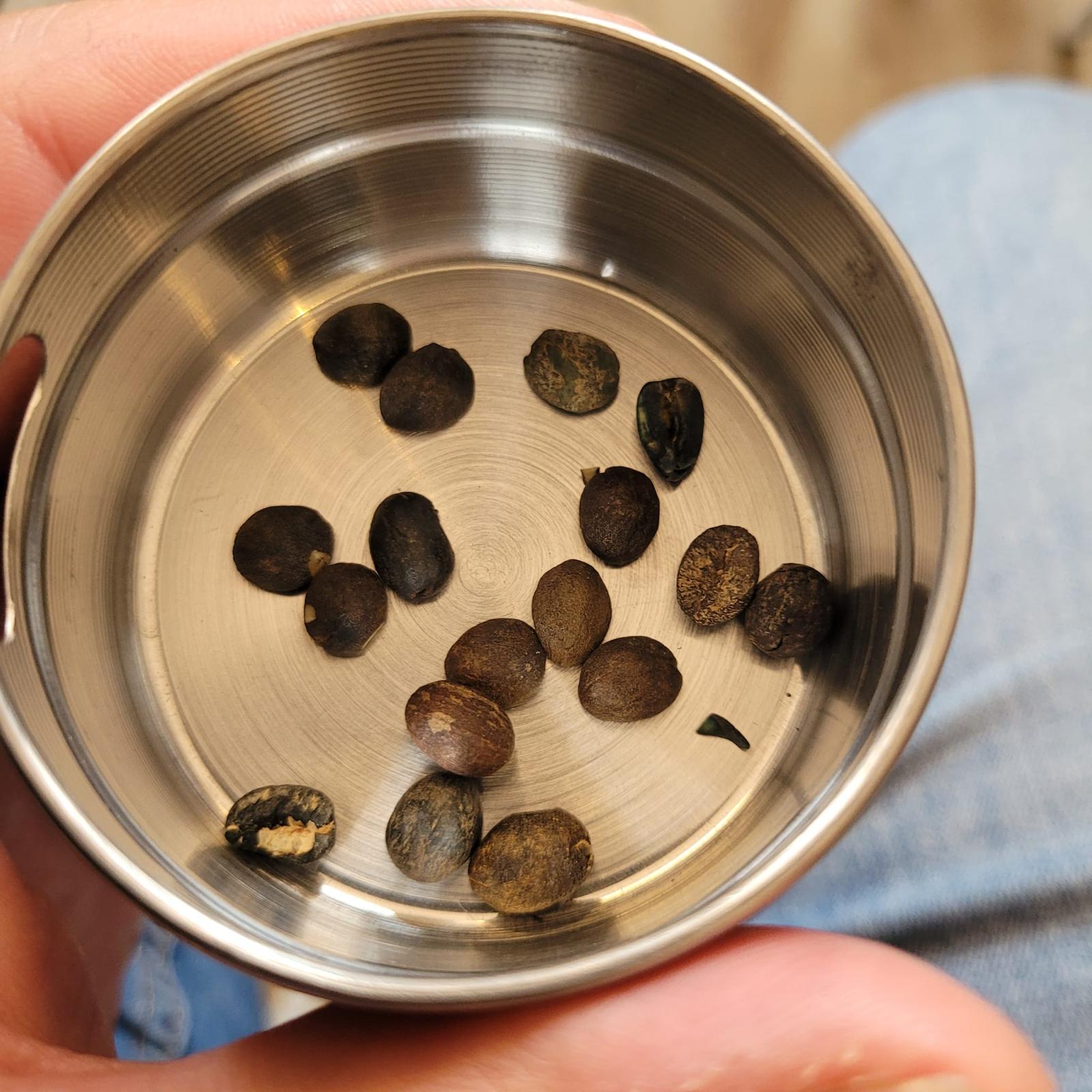 Green Coffee Defects - Black Beans